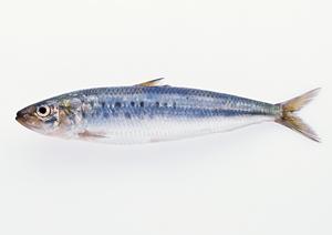 元気な笑顔でスシローのバイトをしよう