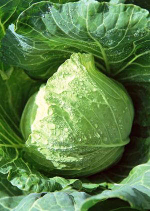 大阪の味を全国で楽しめる!ぼてぢゅうグループの公式ウェブサイトと店舗情報