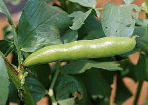 横浜で楽しむ焼肉「飛車角」の魅力